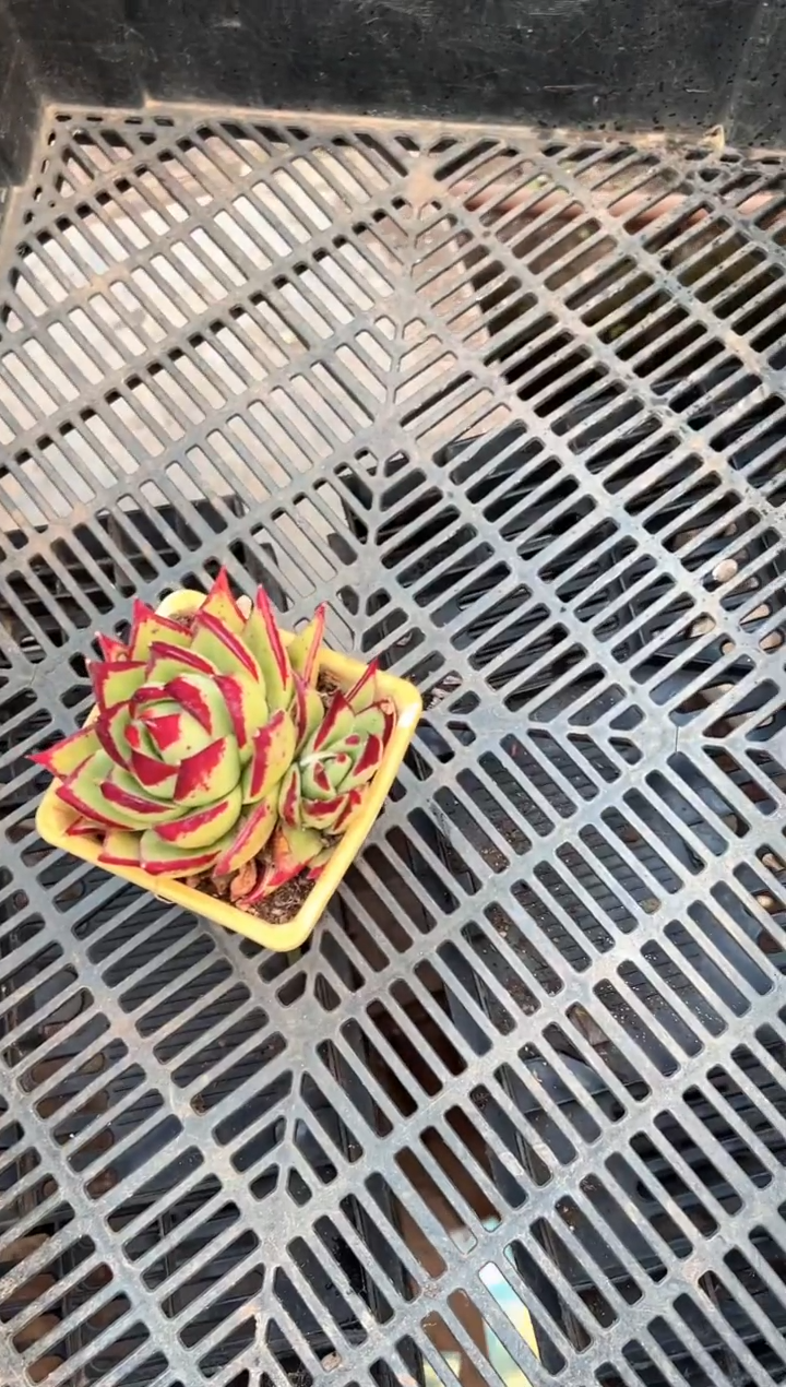 可***宝多肉植物一物一拍02480