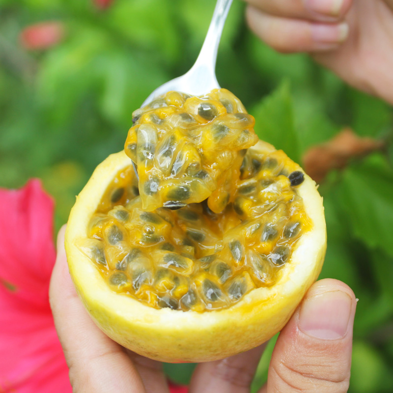 福建钦蜜9号黄金百香果新鲜中大果5斤黄色水果营养好当季整箱包邮