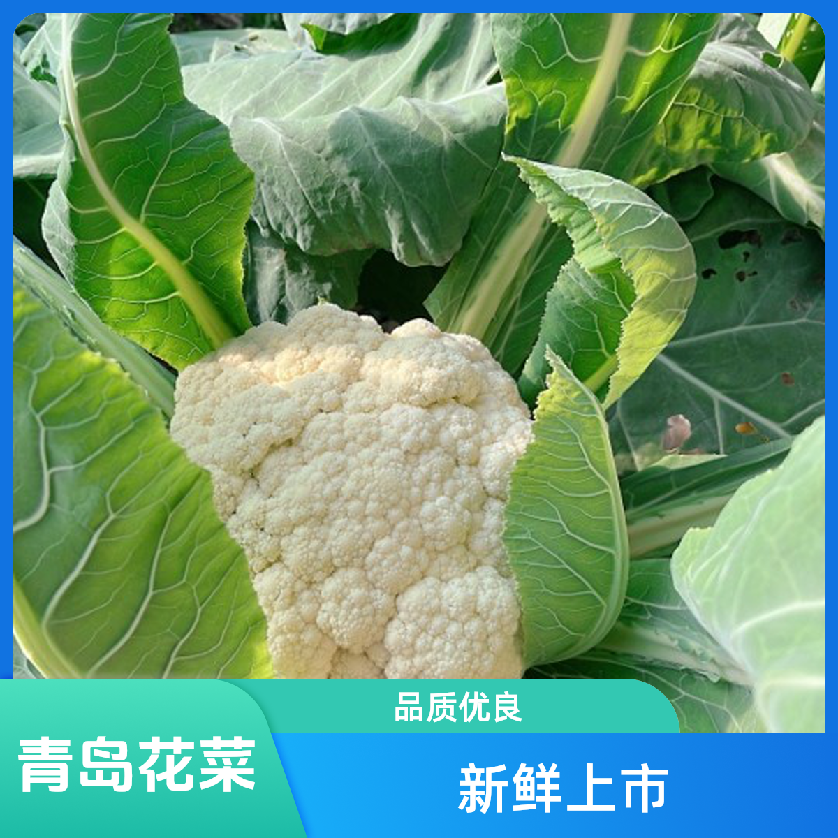 《顺丰包邮》青岛本地新鲜花菜系列拼2斤/3斤/5斤