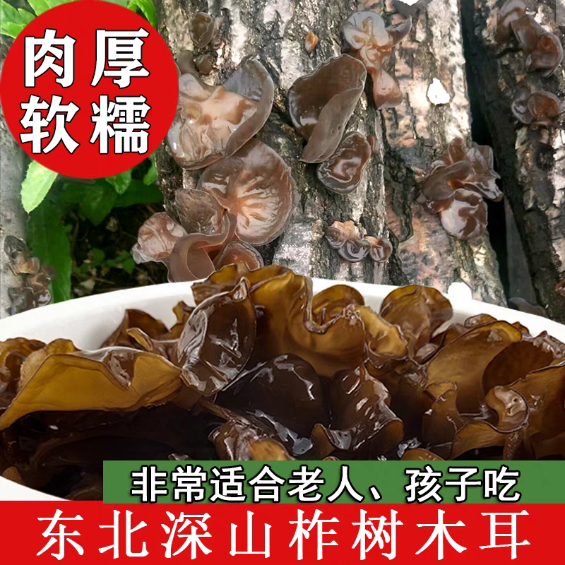 野外自然生长的东北柞木木耳软糯口感健康营养