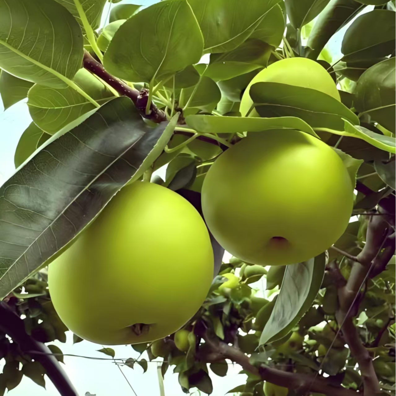 垣禾（梨）容器苗露台庭院盆栽地载成活率高