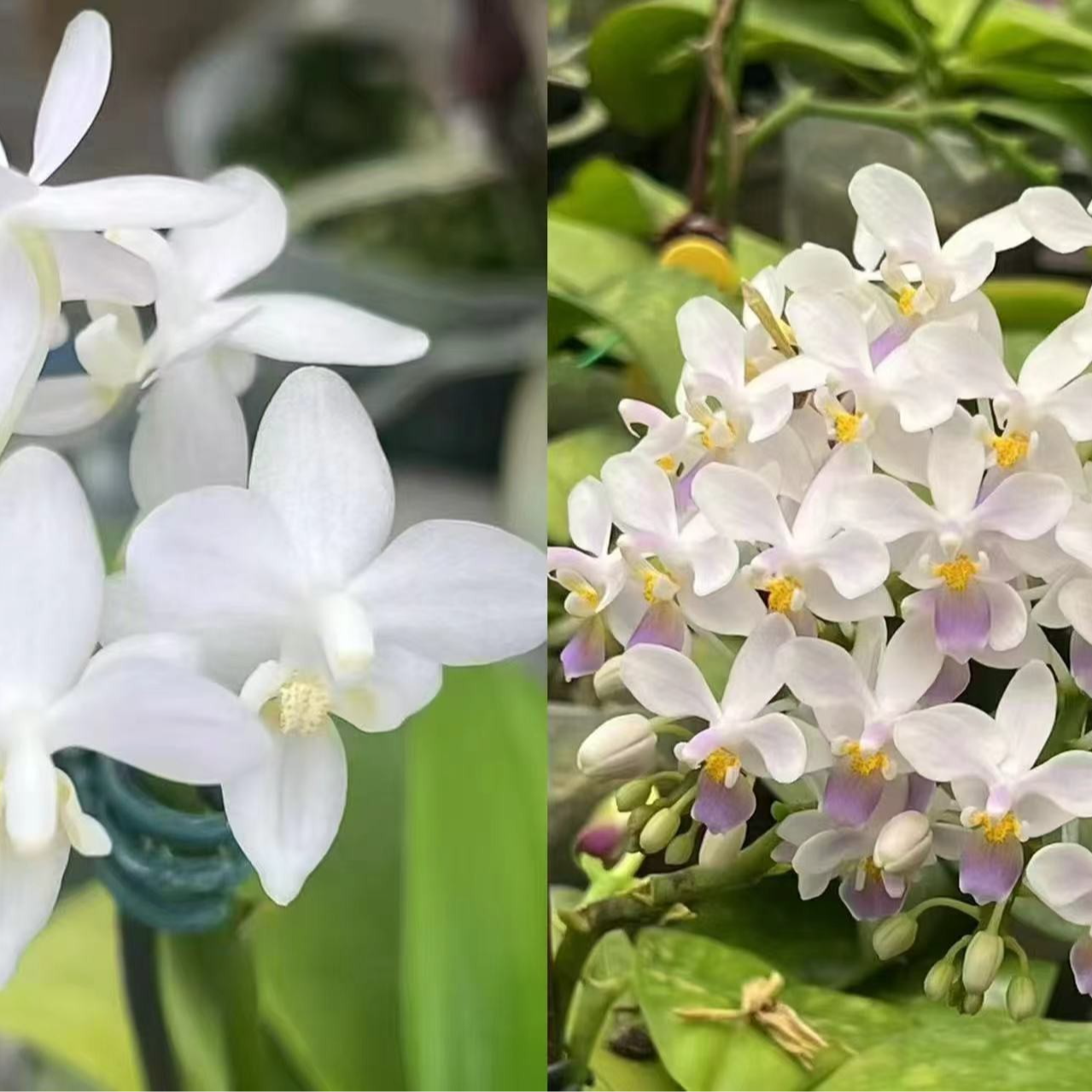 2.5寸白交蓝Eq-开花株 【苗价 花不包损】（叶瑕 未出根） 珍奇蝴蝶兰