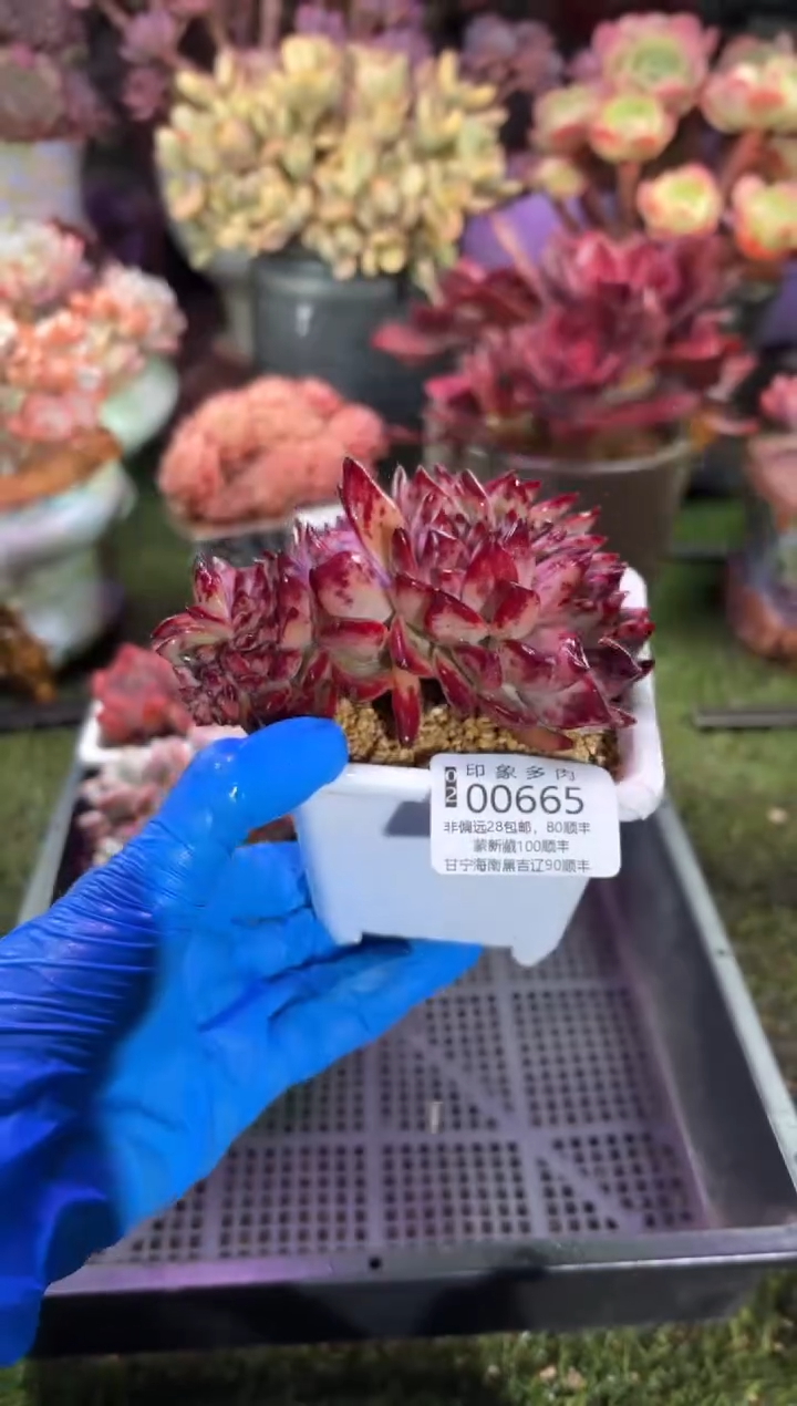 【闪购商品】00665