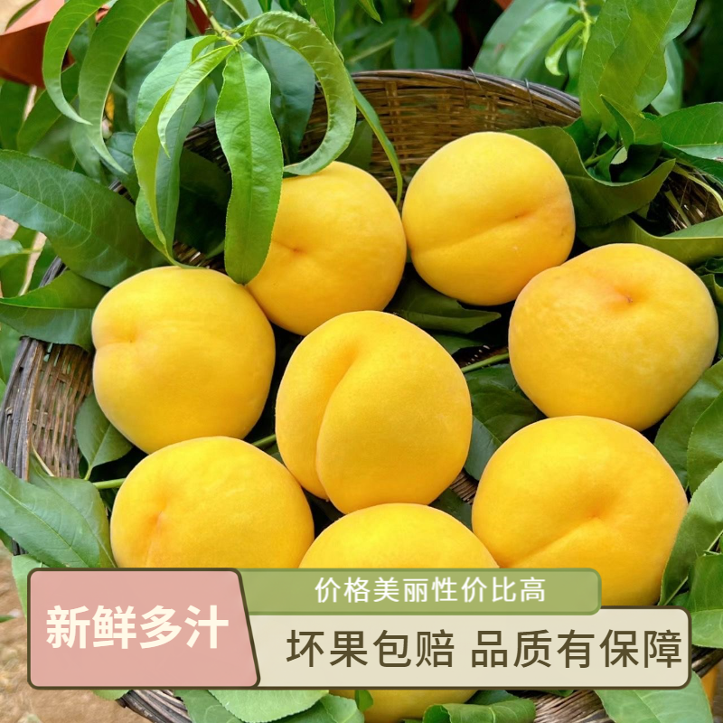 C【黄桃】5斤中大果毛桃新鲜当季水果香甜多汁蜜桃甜桃坏果包赔