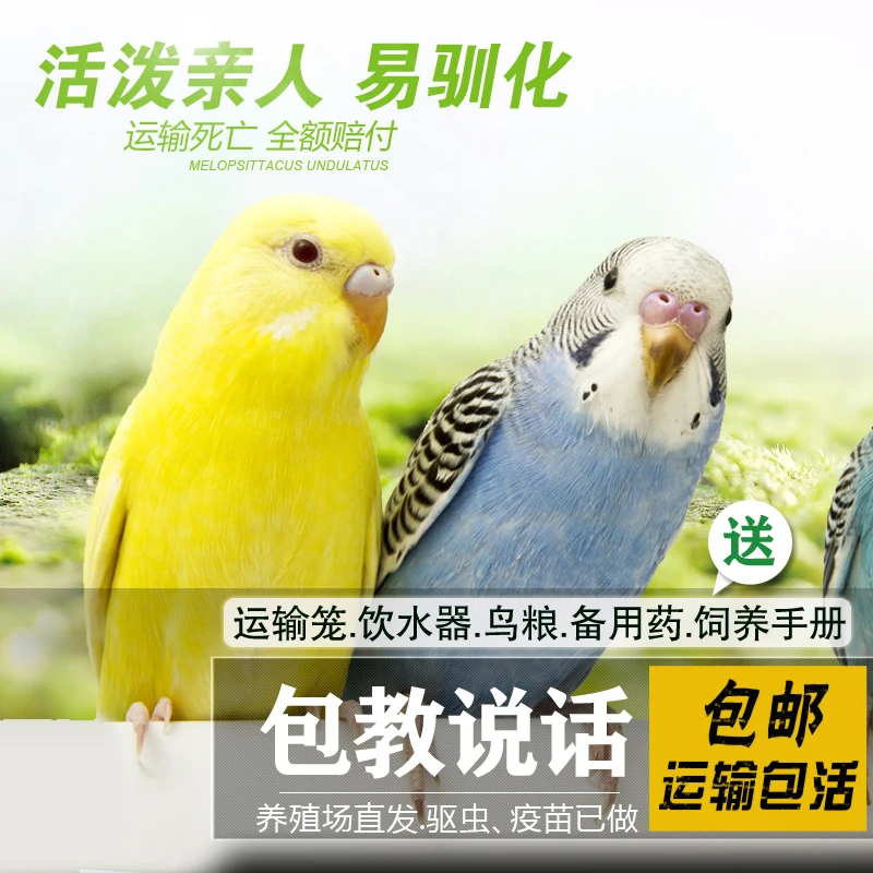 鹦鹉活鸟活物虎皮鹦鹉一对手养小鸟活鸟会说话的鸟类家养宠物鹦鹉