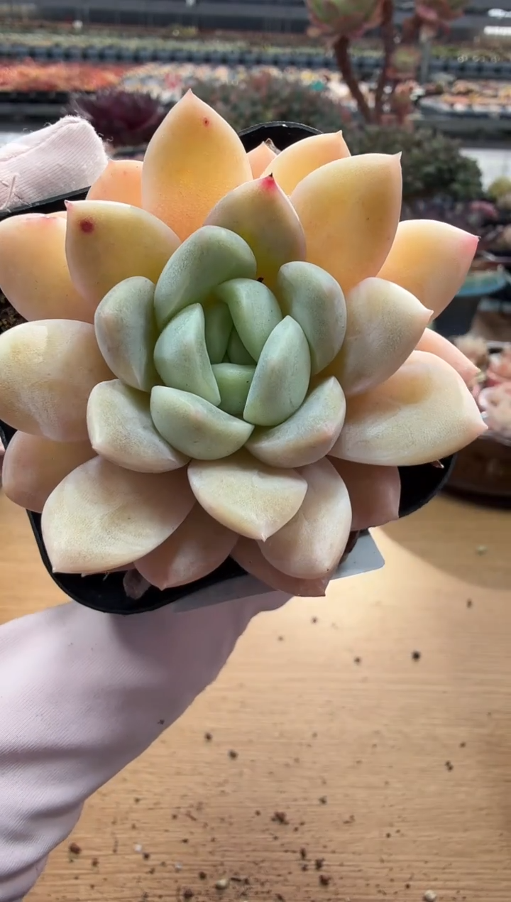 东云多肉园二店-107