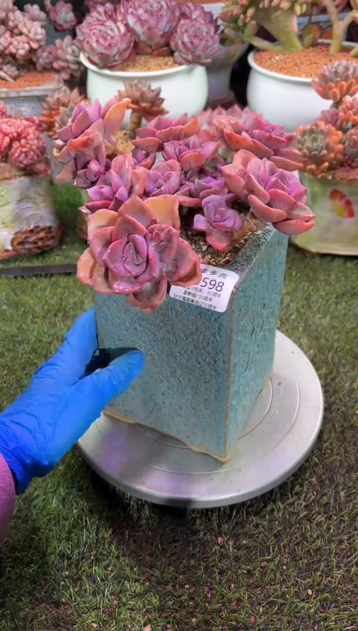 【闪购商品】05598