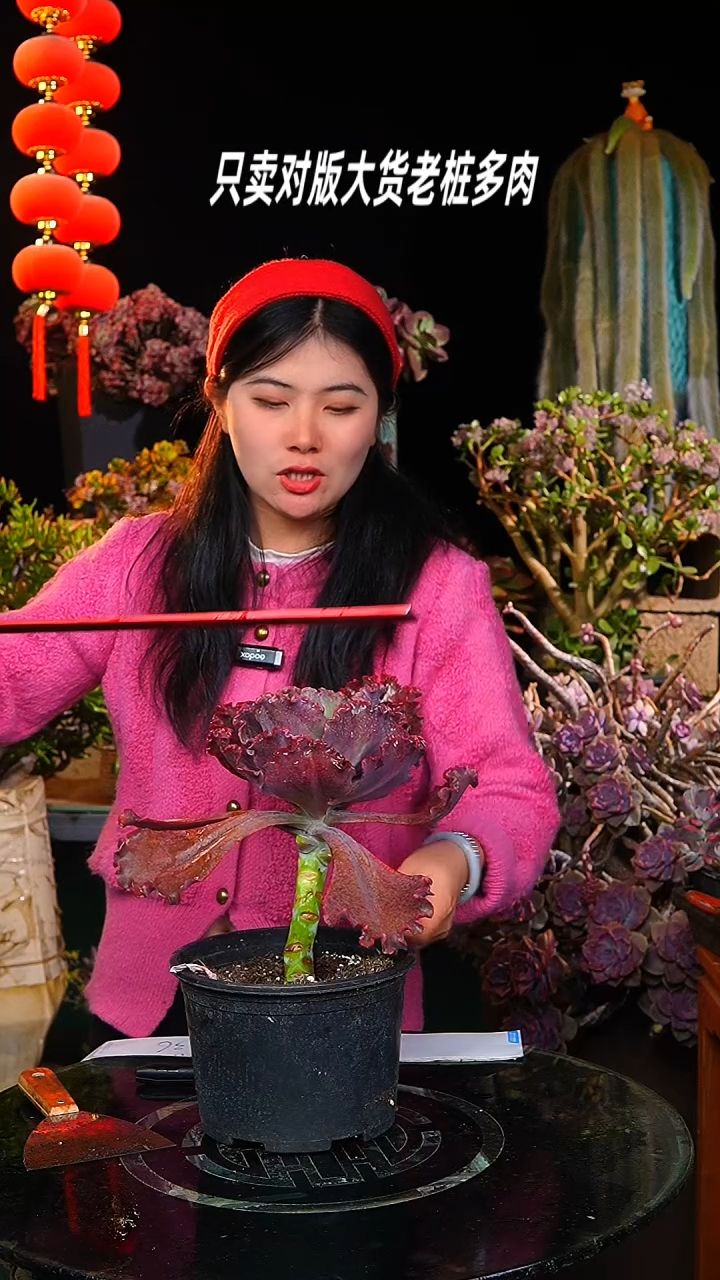 【闪购商品】小包菜36号