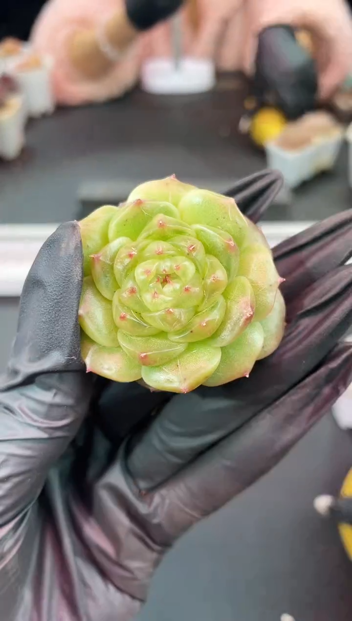 闪购1195  翡冷翠8848多肉一颗  