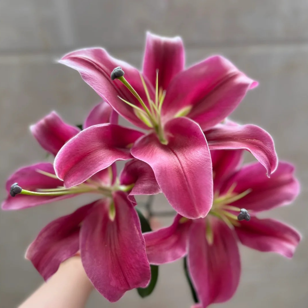 【中国红】香水百合 一单包邮 云南鲜花昆明基地现采现发