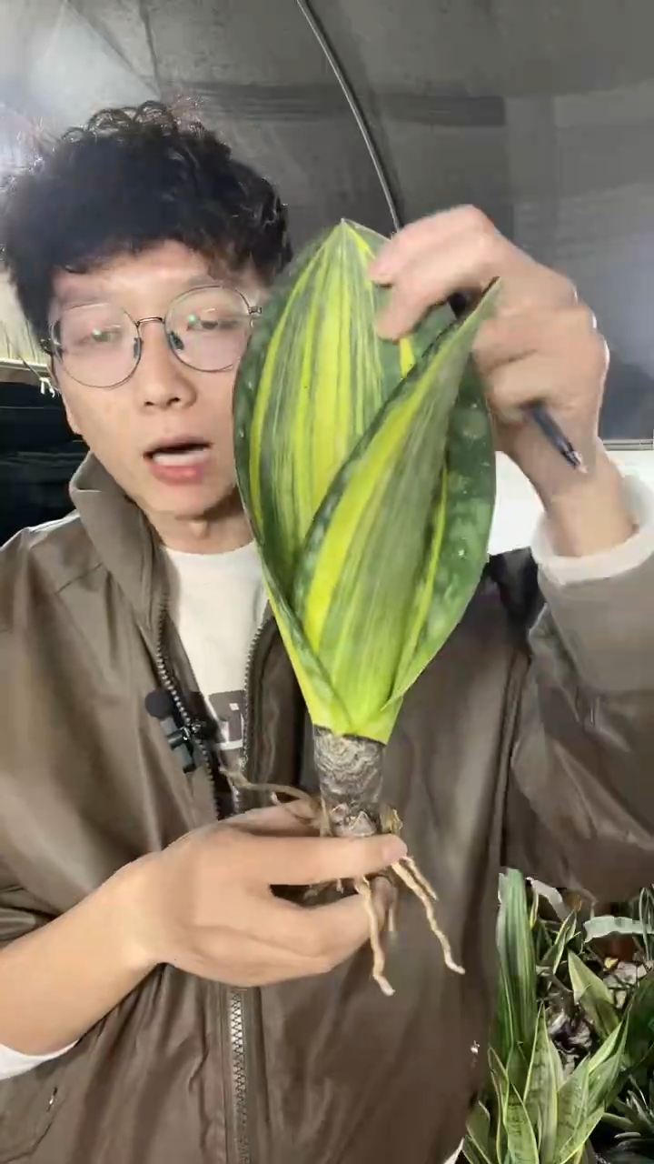 7号黄金宝镜裸根24.8