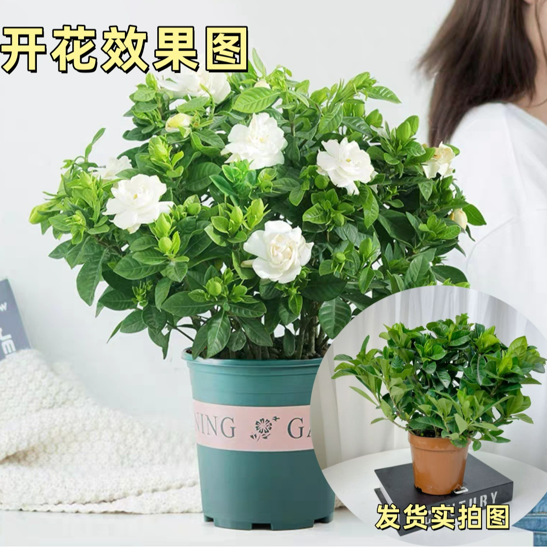 【大叶栀子花】盆栽浓香型开花芳香幼苗花卉办公室阳台庭院花卉绿植商品图