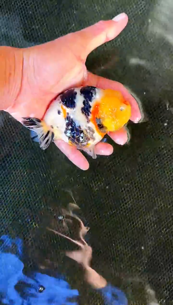 金鱼昆*侠水娃娃观赏鱼兰寿金鱼  不包邮