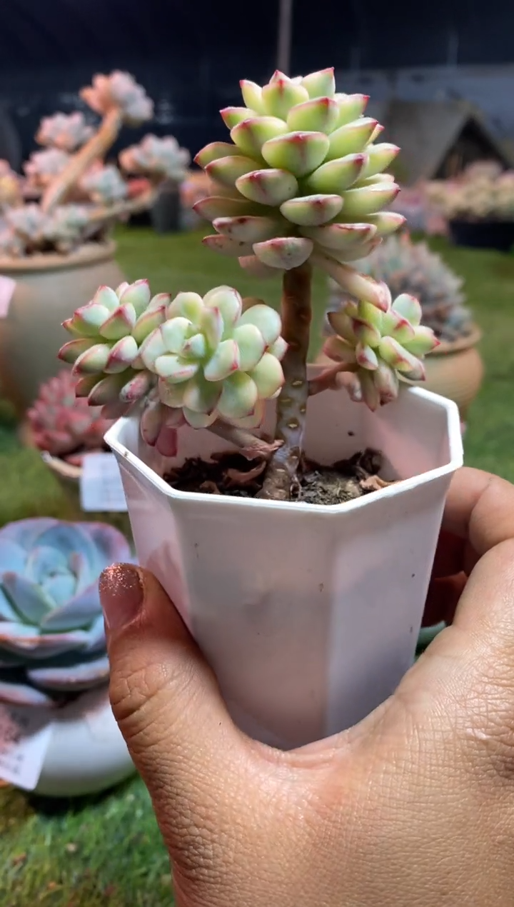 【闪购商品】0177a