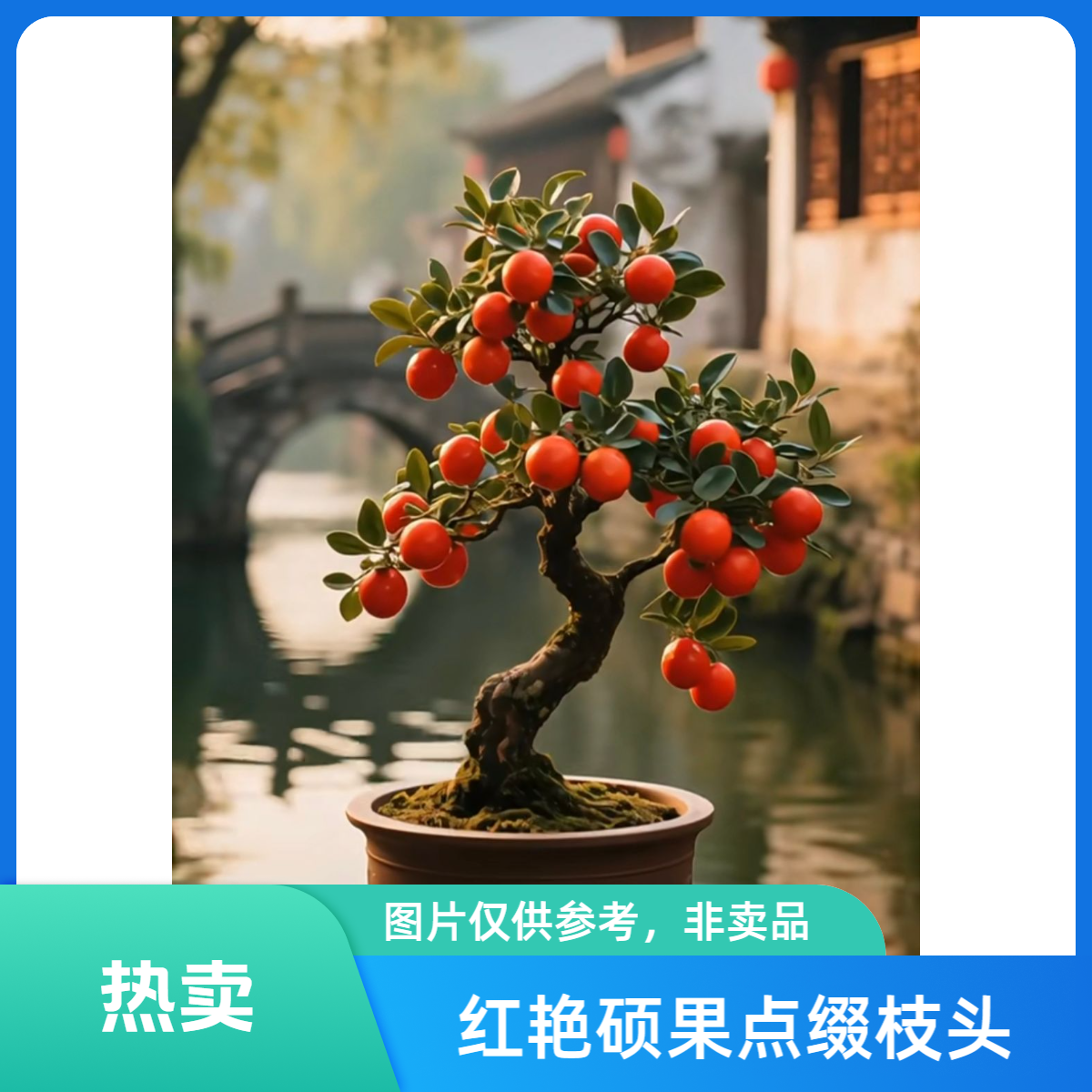 【随意下单，随机发货！！！】金弹子老鸦柿盆景老桩赏花观果