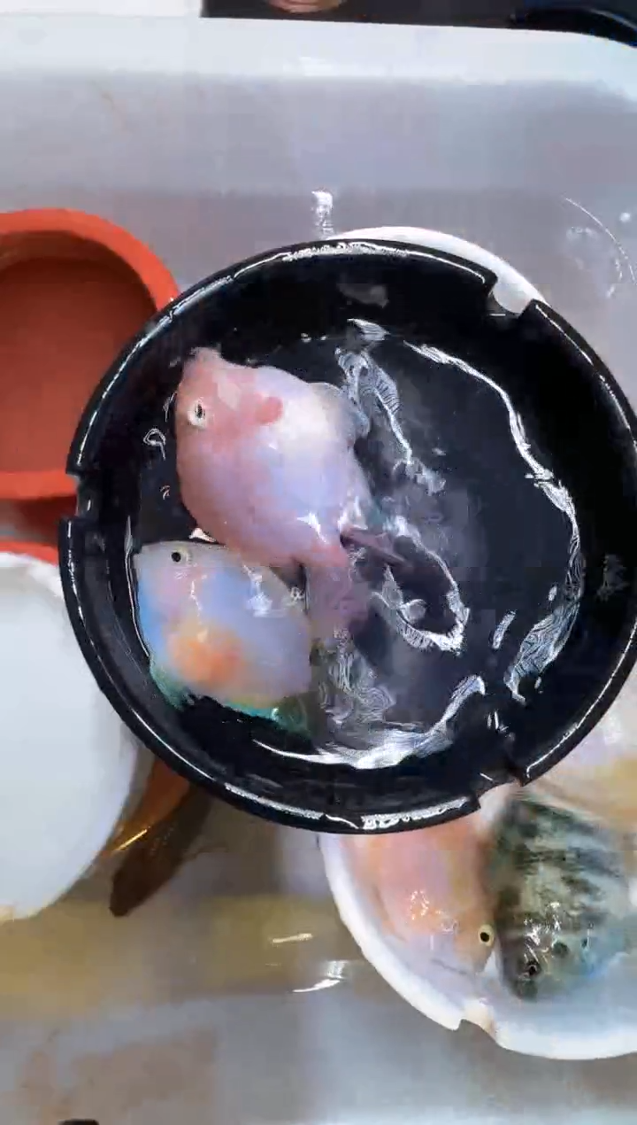 鹦鹉鱼胭脂粉一对