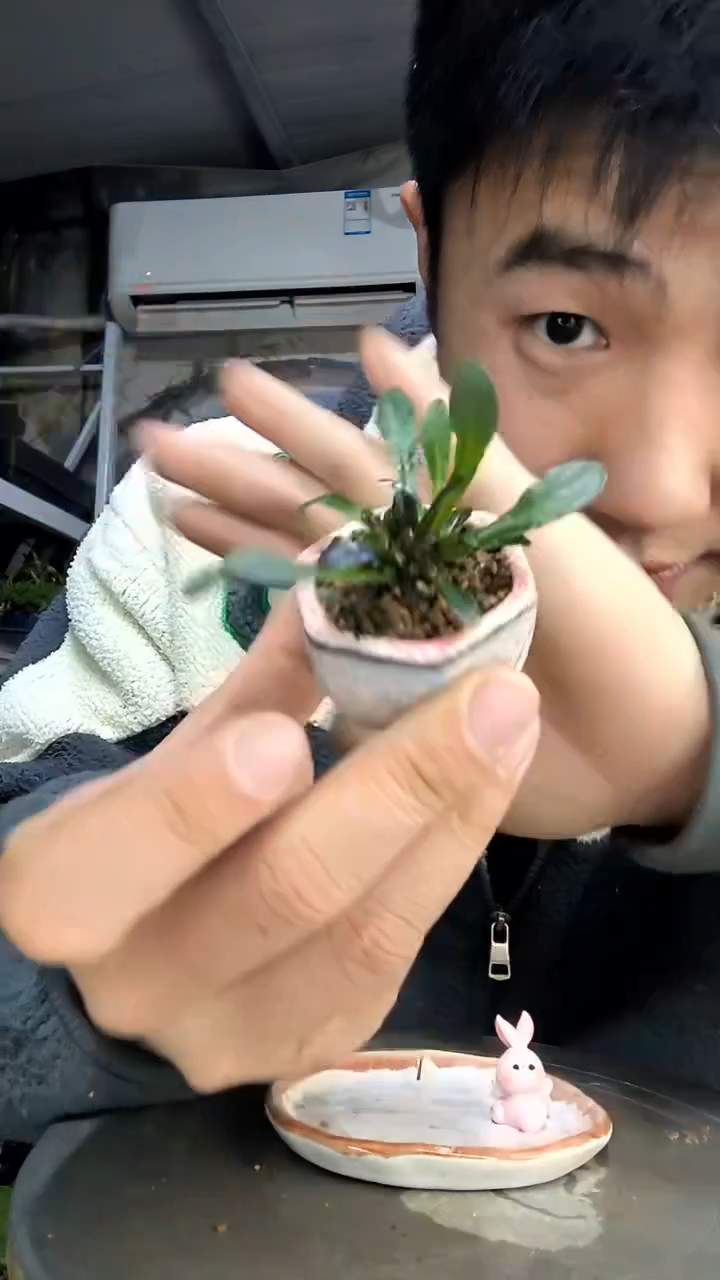 多*?中青园艺一物一拍花287