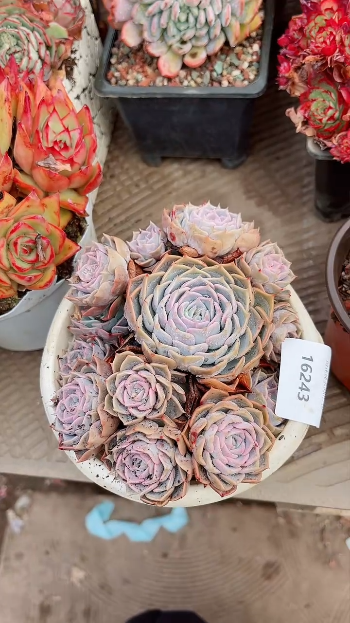 【闪购商品】16243