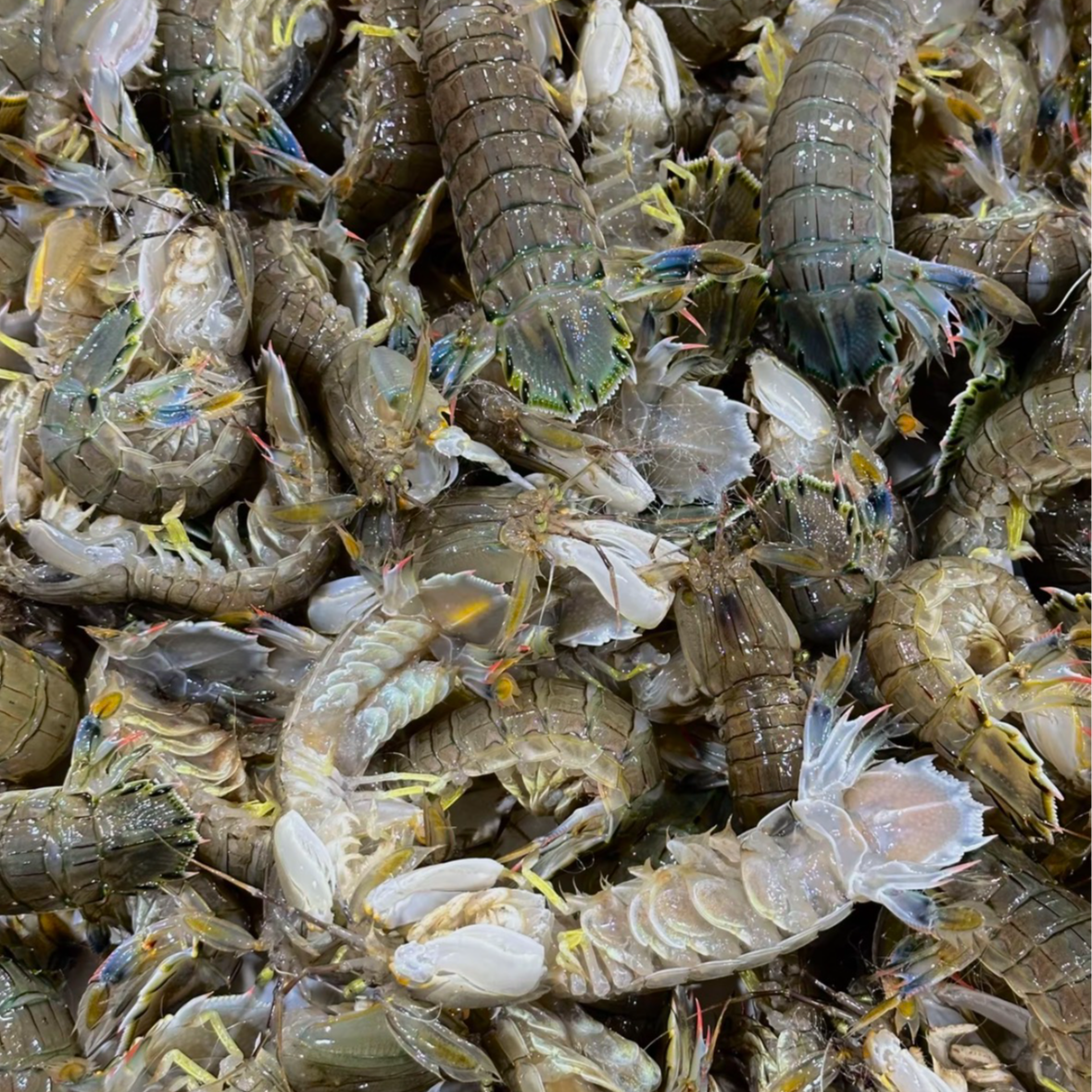 公母随机虾爬2斤起【仅限沈阳市内】上汽3分钟【保鲜不保活】