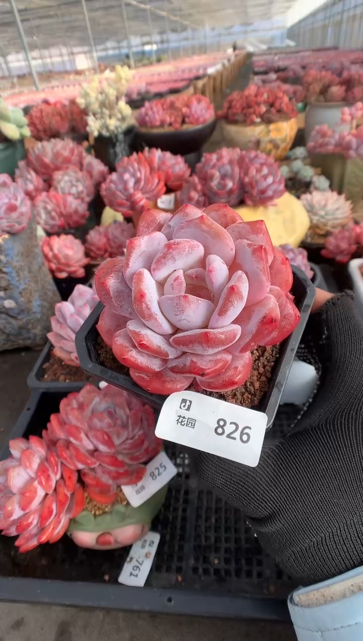 826橙子一物一拍