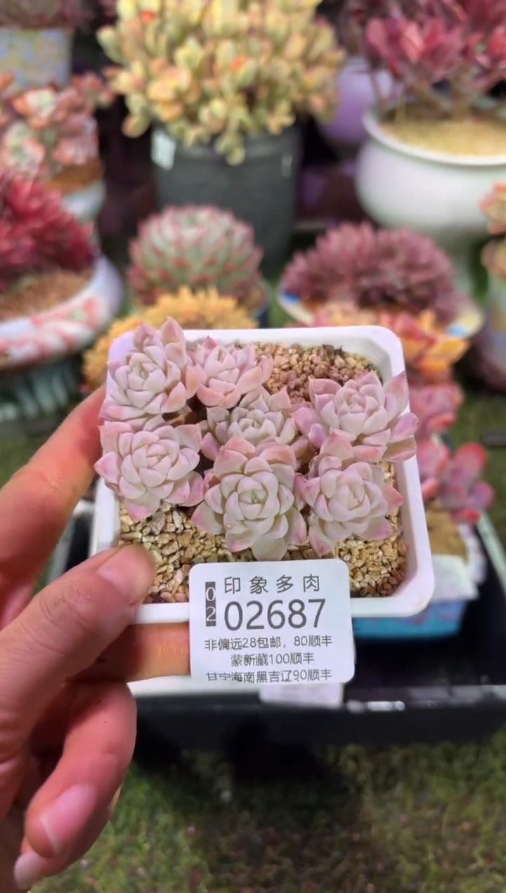 【闪购商品】02687