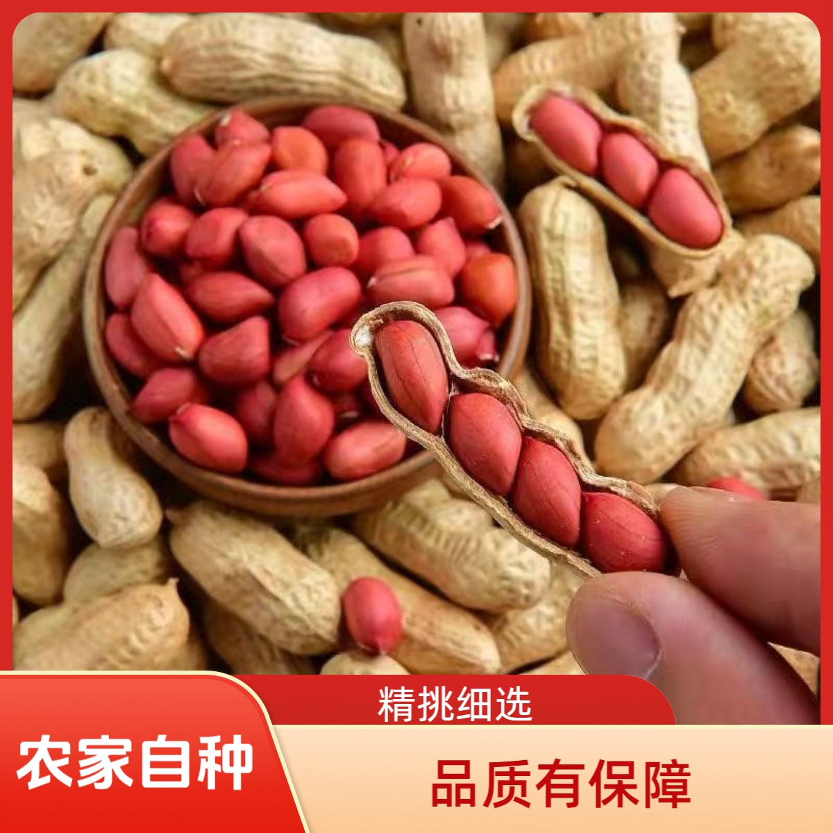 2025新货四粒红带壳小颗粒红皮生花生带壳晒干新鲜红衣花生果。。