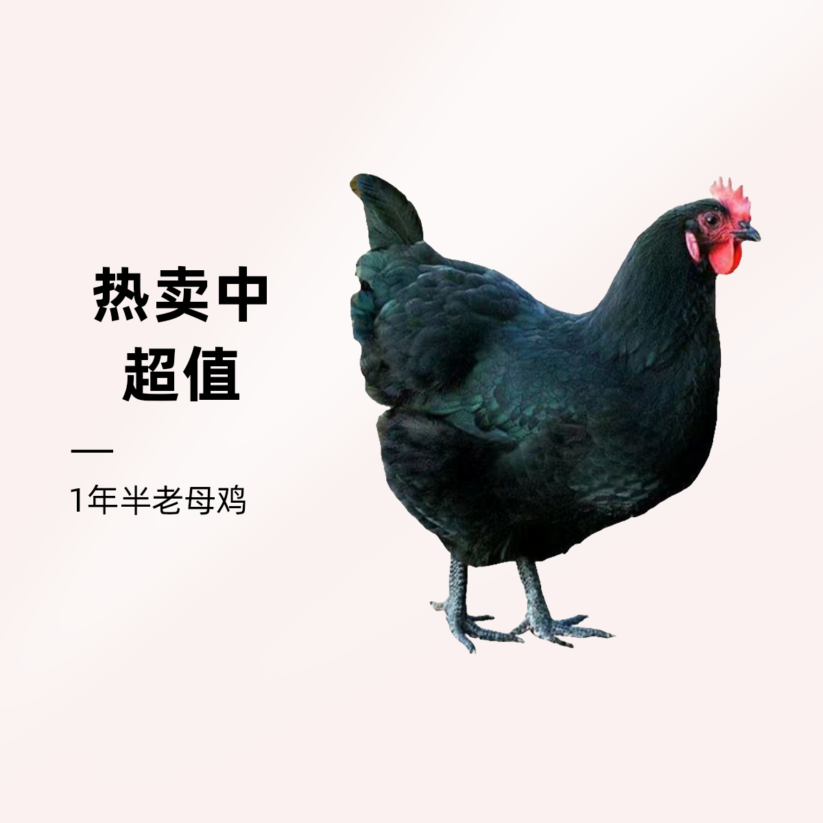 1年半脆皮老母鸡，农庄酒店专用，炖汤需要50分钟到1小时烧烤食材