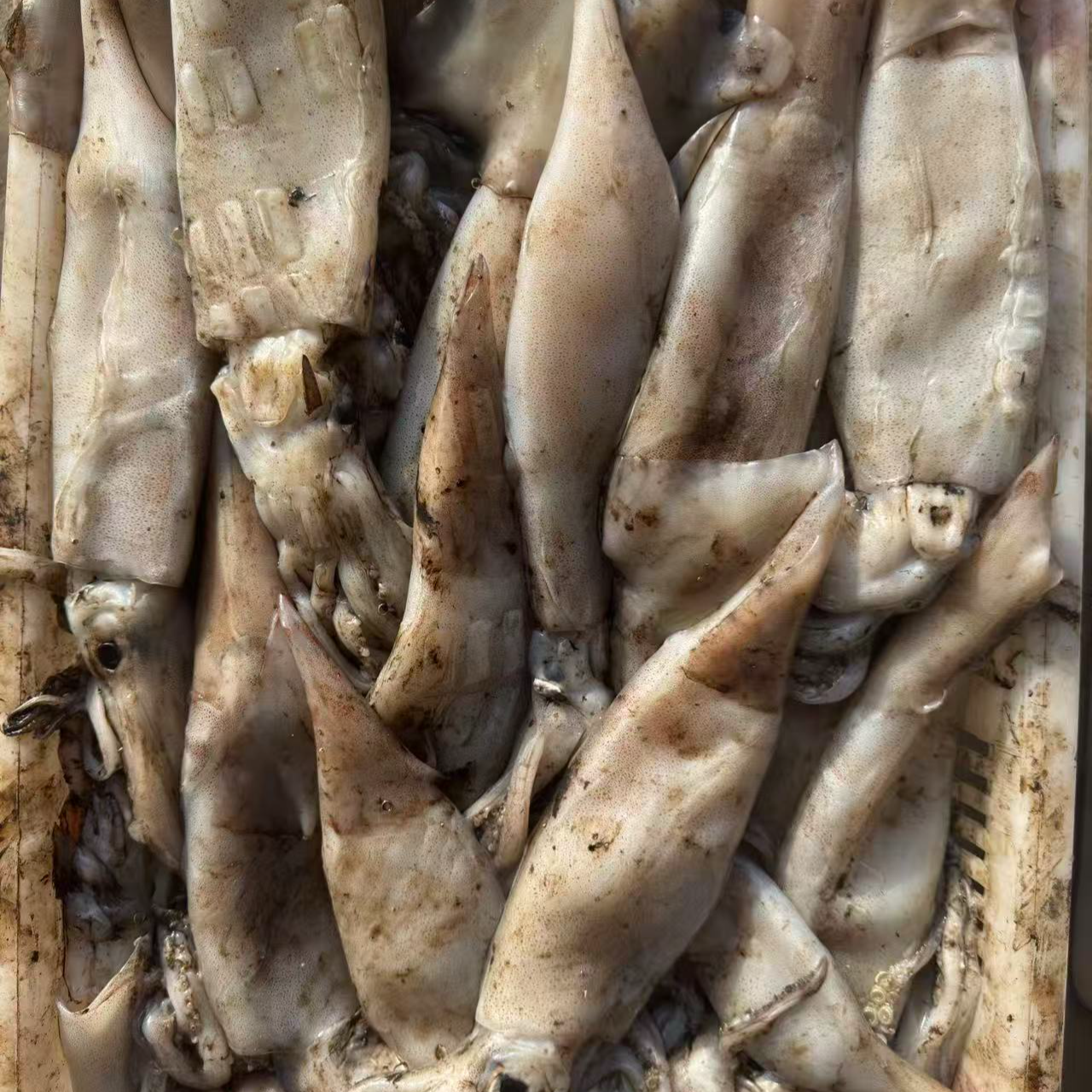 【九龙商贸推荐】新鲜海捕野生鱿鱼