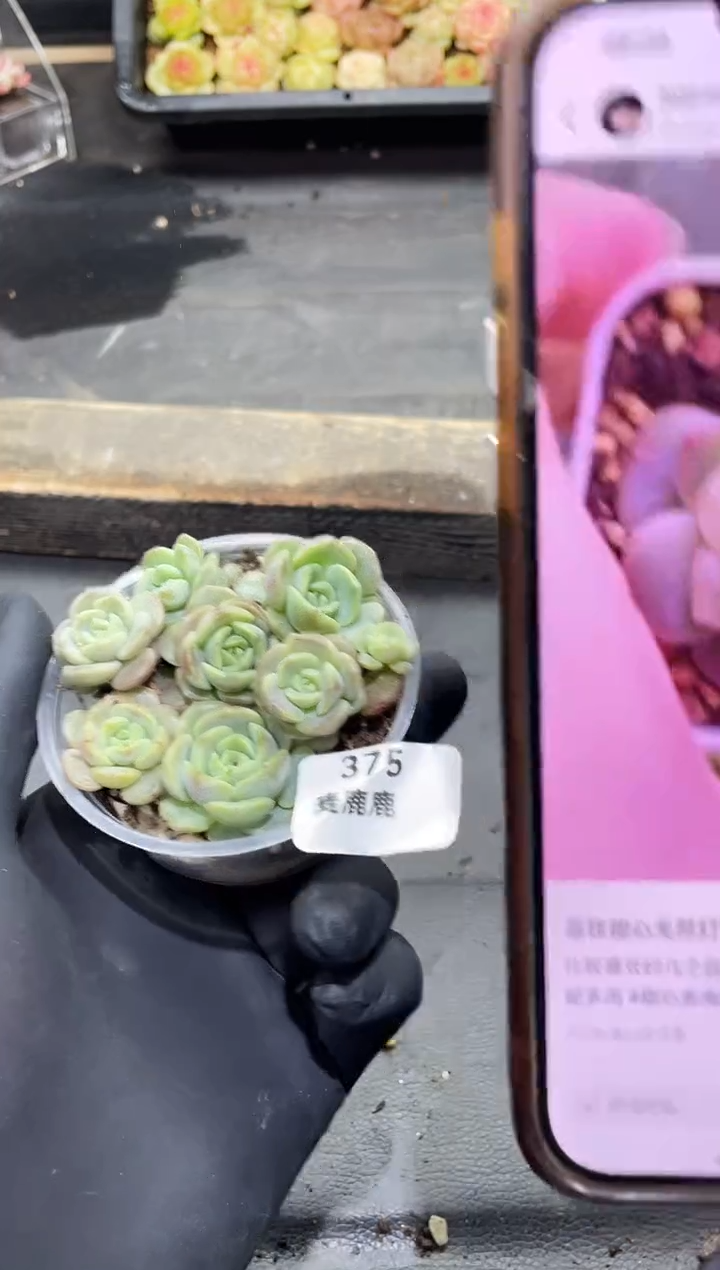 375荔枝       量拍