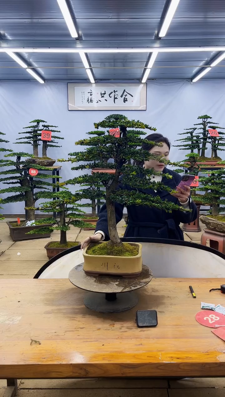 【闪购商品】高端盆景一物一拍，所见即所得