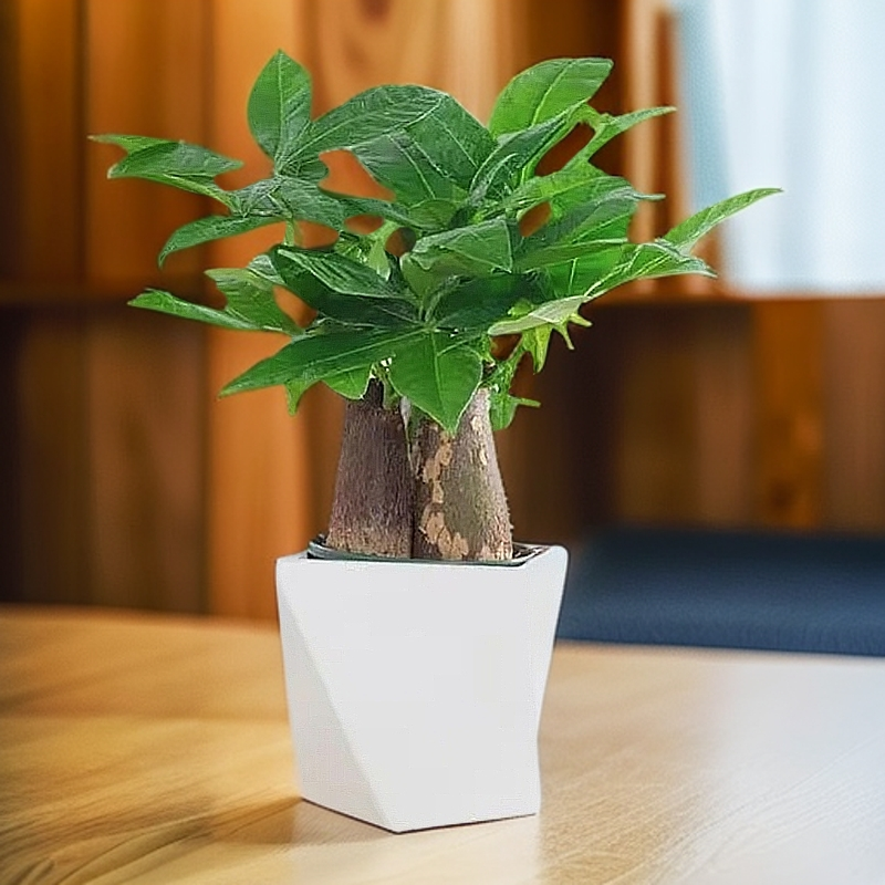 三杆发财树盆栽植物室内办公室好养绿植水培客厅花卉小盆景