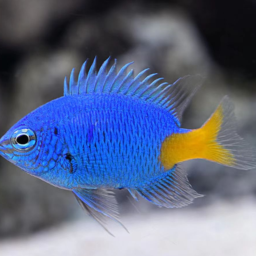 海水观赏鱼 黄尾蓝魔 闯缸鱼