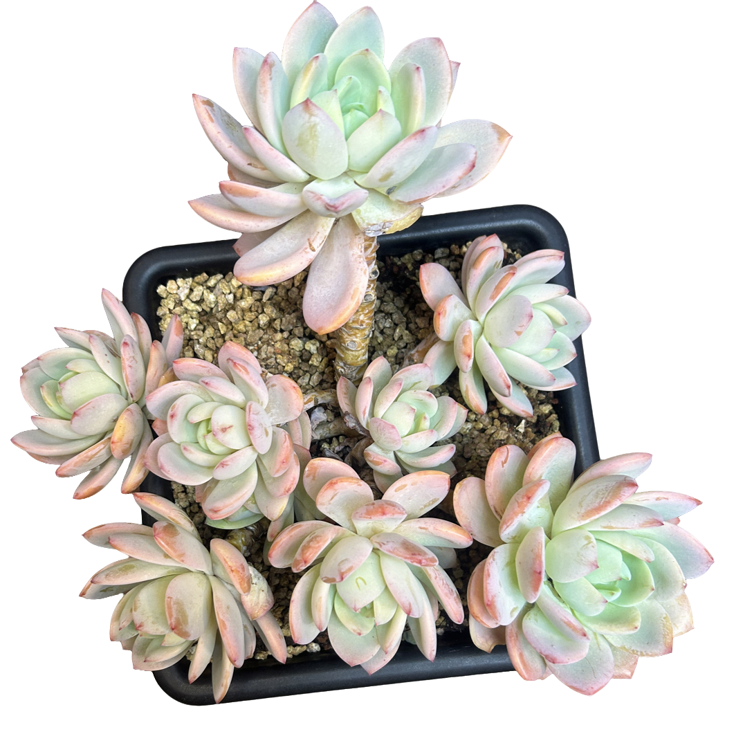 （中号柚子茶杂）整装老桩飘枝盆栽盆景多肉