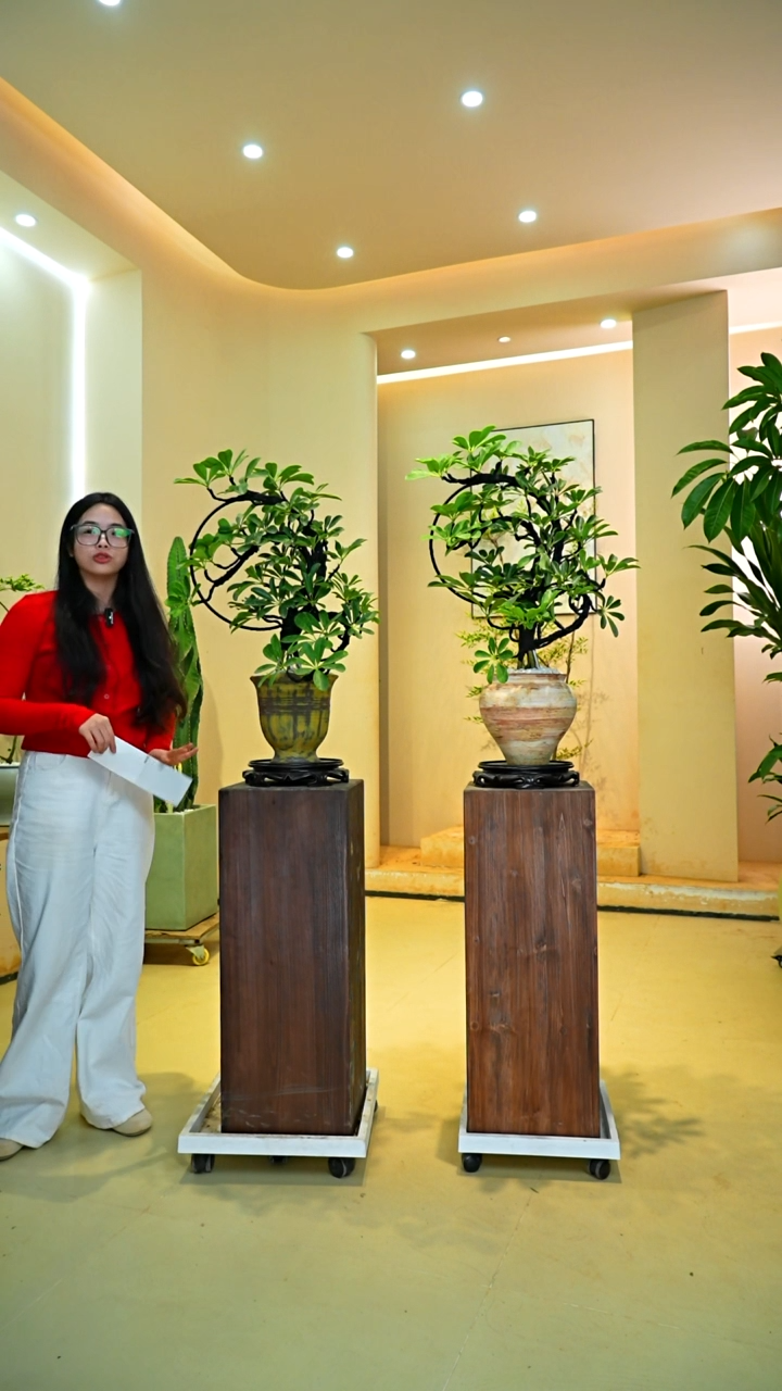 不开花植物野*鱼鸭脚木桌面款