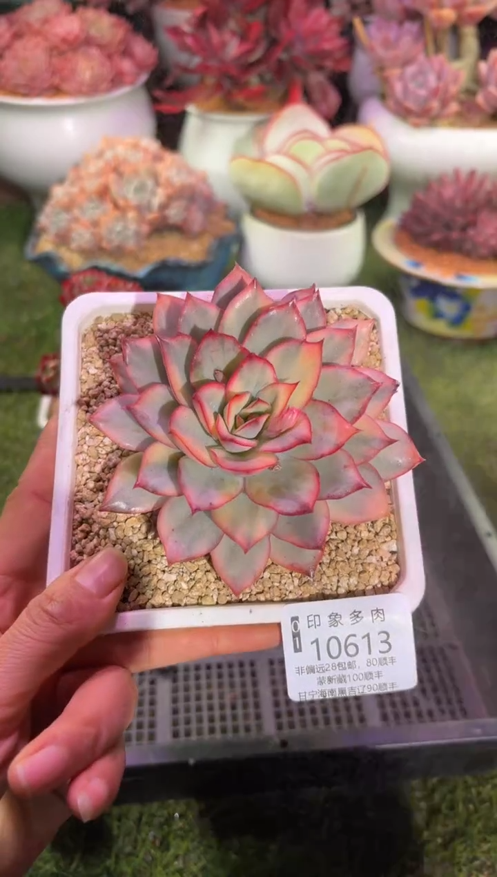 【闪购商品】10613