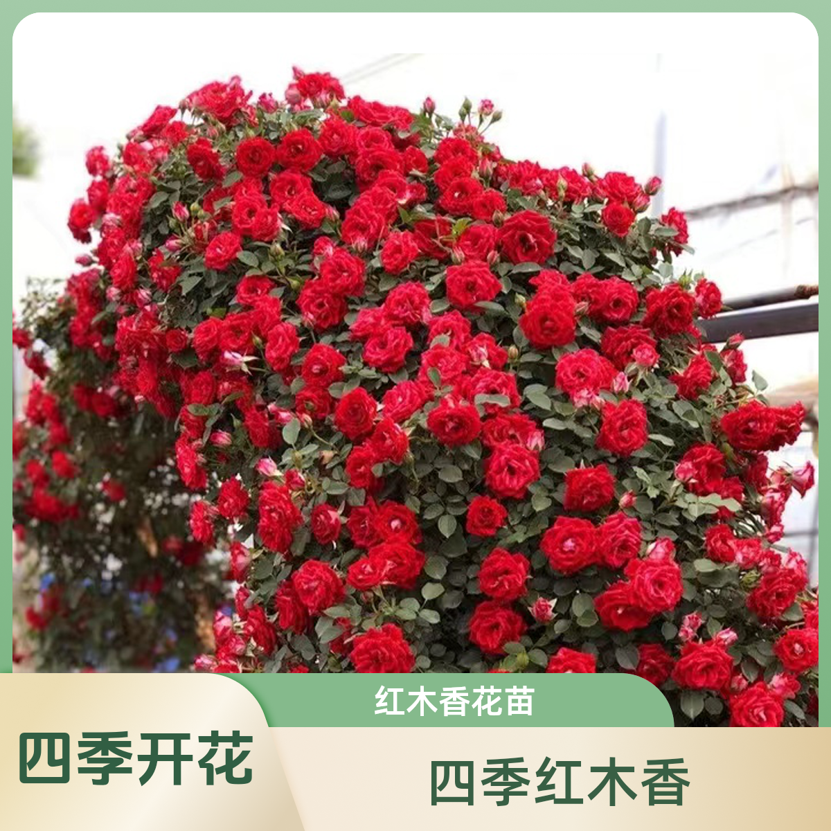 【红木香】爬藤月季蔷薇花苗藤本花苗四季开花庭院植物阳台花卉盆栽