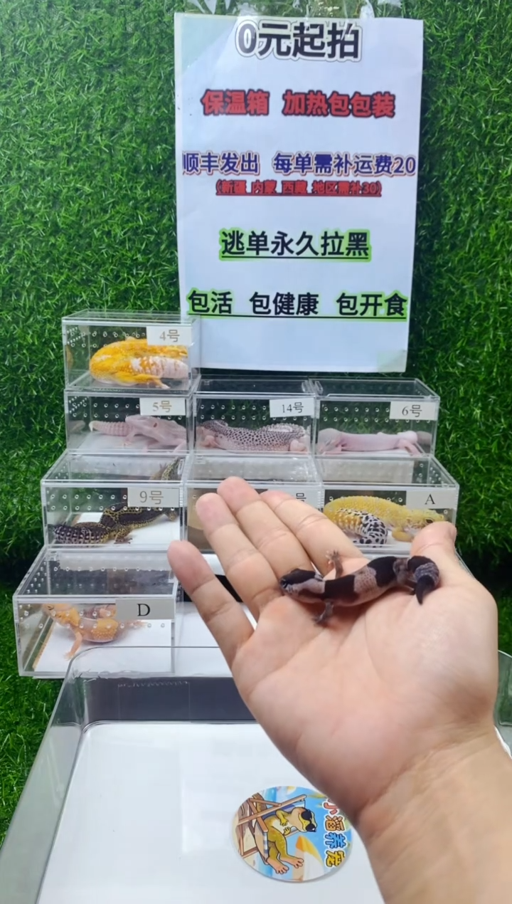 豹纹守宫豹纹守宫幼苗亚成体成体肥尾