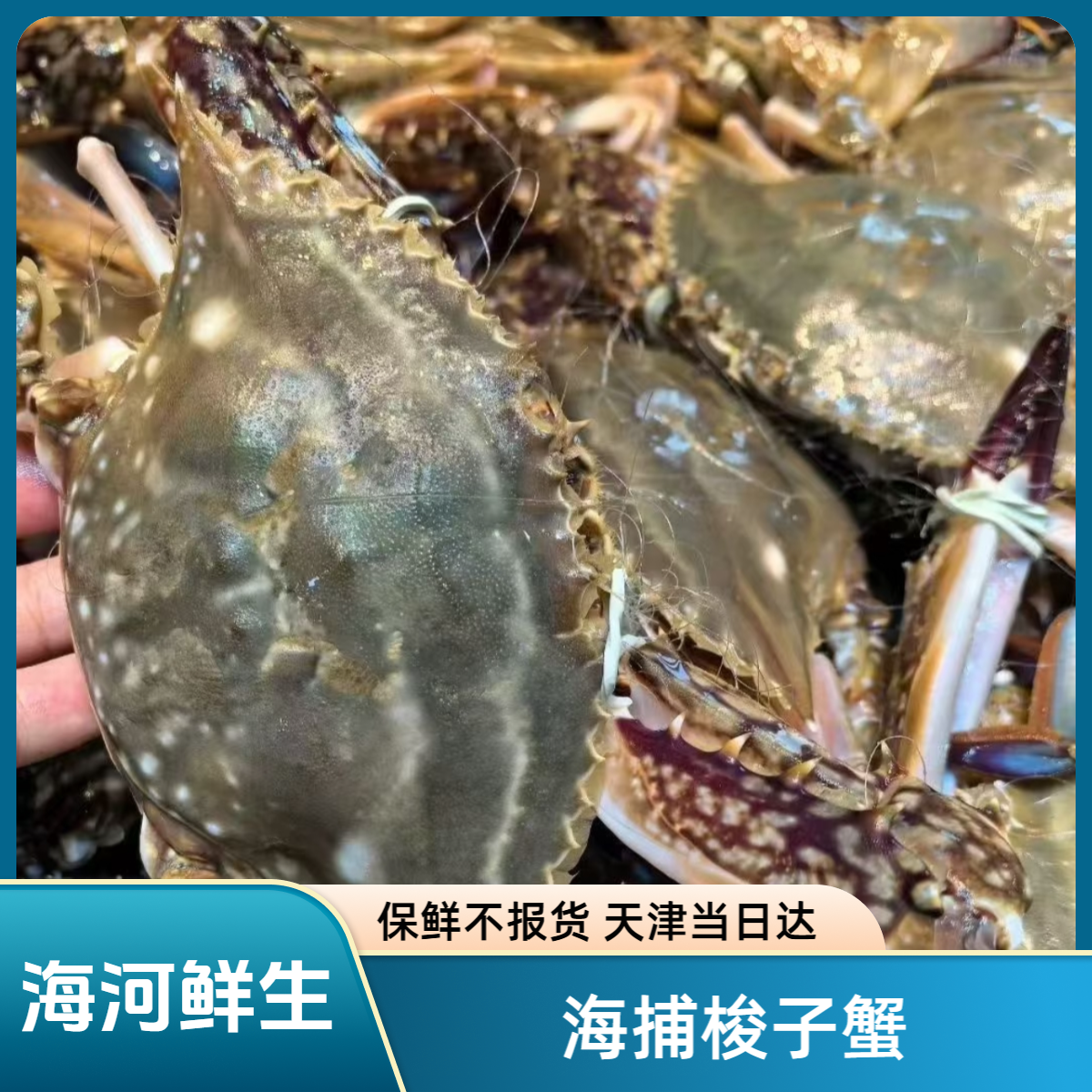 【足黄特大母】【保鲜不保活】足黄特大母蟹3-6斤（单只7-9两）掉爪正常