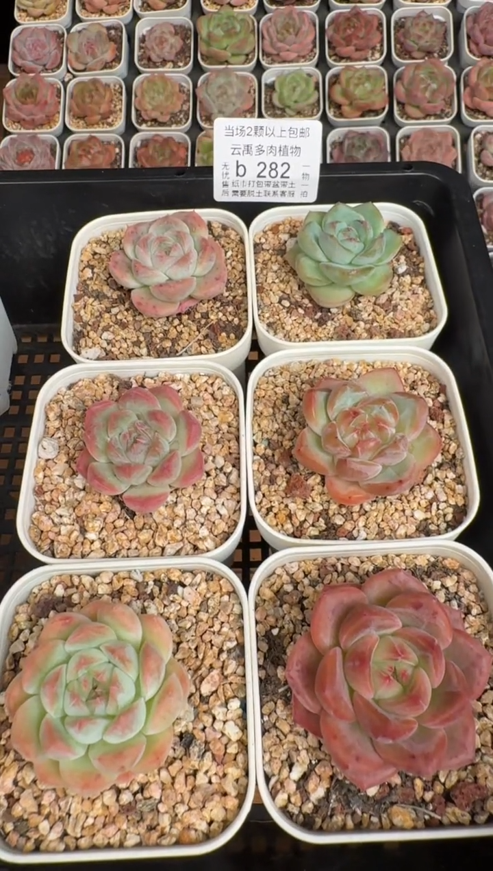 282b 珍妮多肉(6.5cm杯）一物一拍 带盆土发 6颗