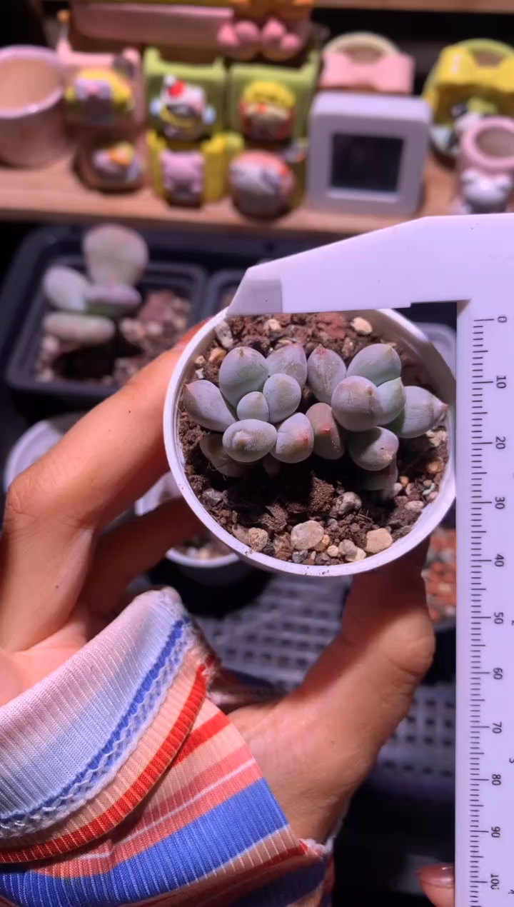 双头胖体哥特萝莉，满28包邮，不满发一个叶片到付