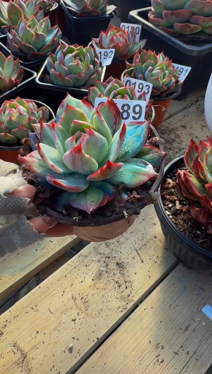 【闪购商品】0189惊鸿仙子（裸根发货）