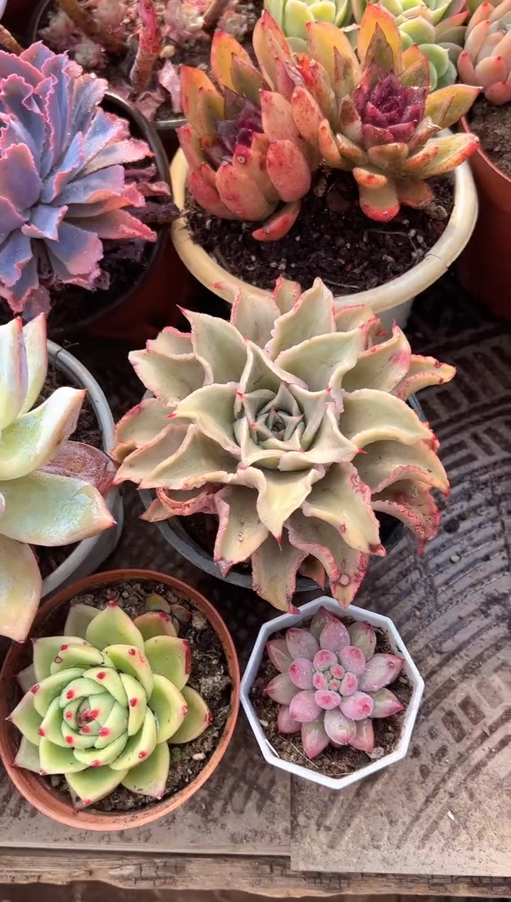 燕**?多肉植物一物一拍11215