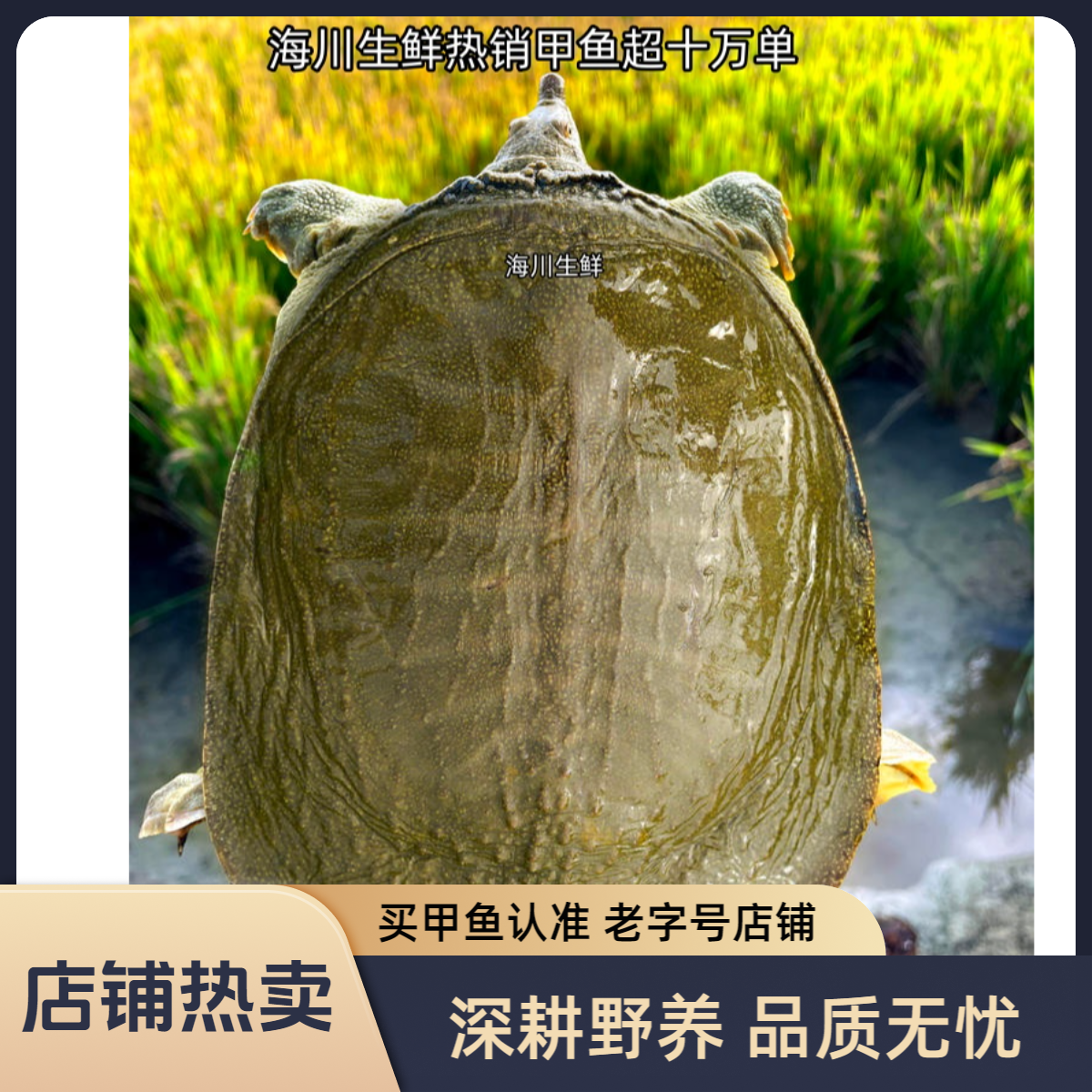外塘青背白底仿野可食用老甲鱼