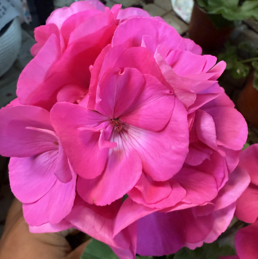 【 炫紫】直立天竺葵 微重瓣大花球品种（带花苞 包对版 ）