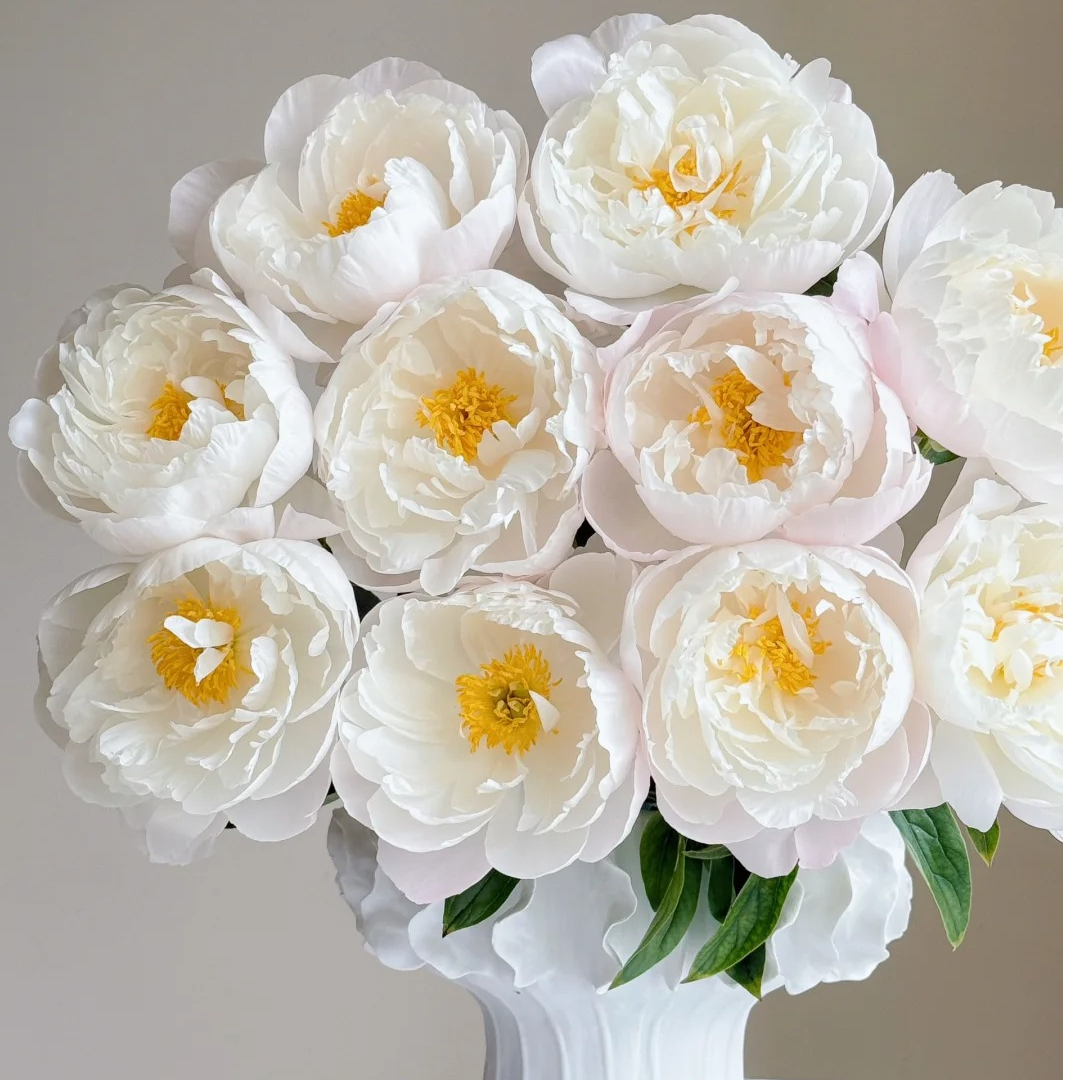 现货【美国小姐/五月小姐】重瓣芍药基地直发高品质鲜切花生活鲜花