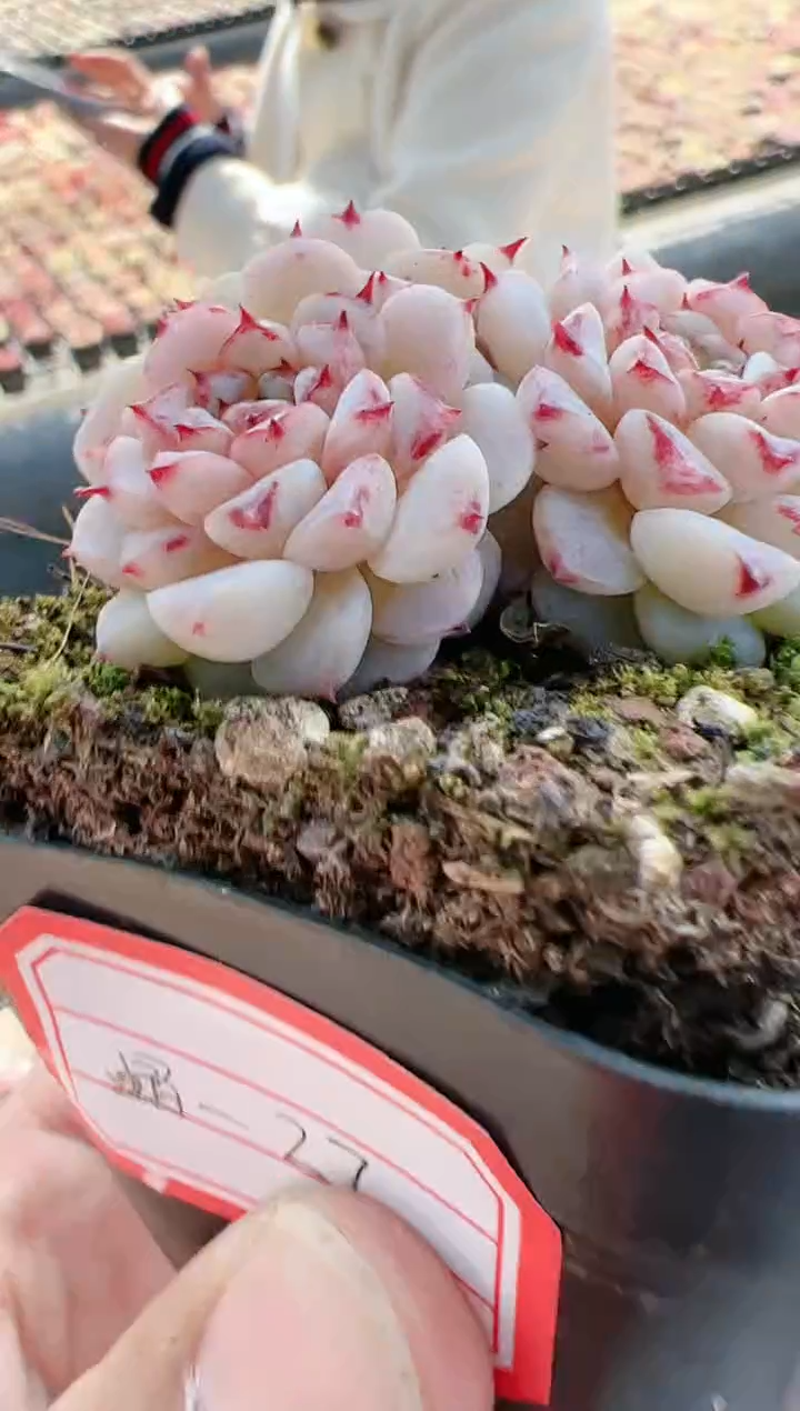 【闪购商品】晶-27