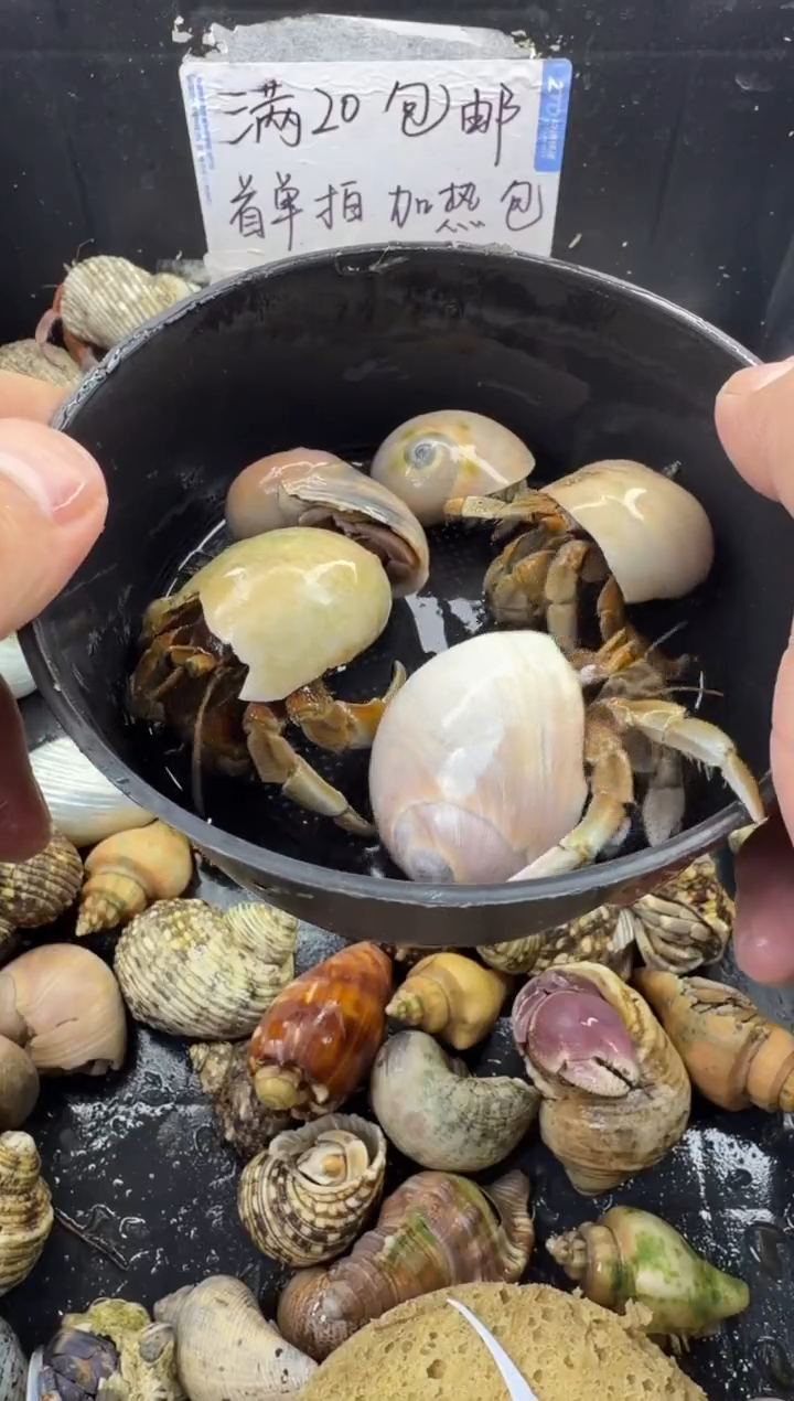 奥瓜五只包活到手三只，不包全品