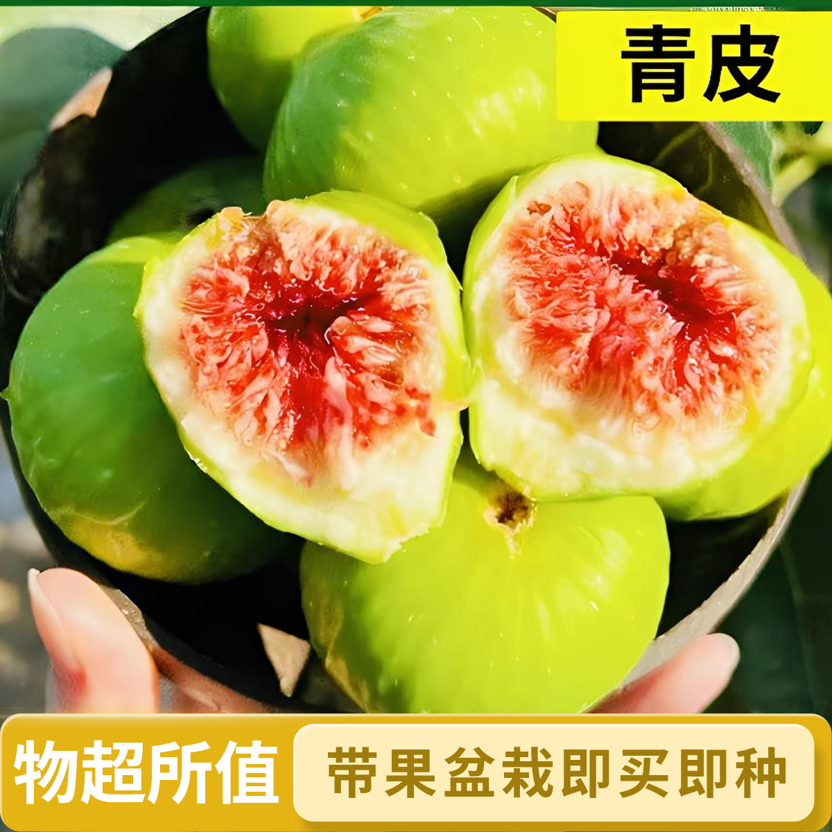 【青皮】无花果树果苗带果盆栽阳台庭院南北方可种植矮化耐寒