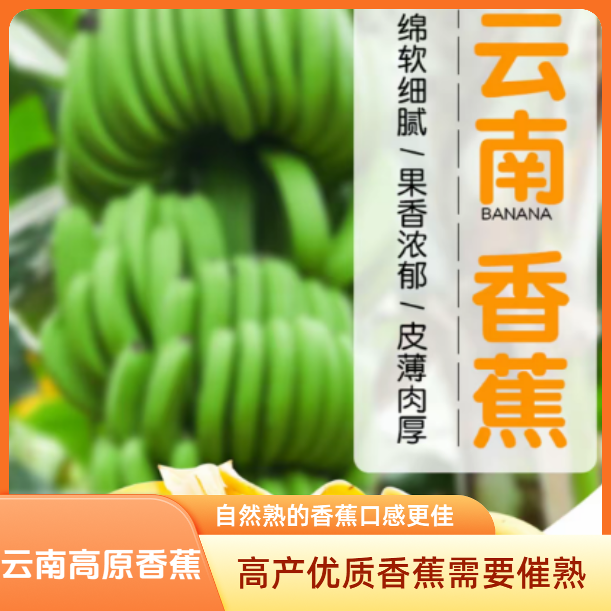 云南香蕉 高山新鲜采摘生态种植青皮青蕉软糯香甜5斤起 需要催熟