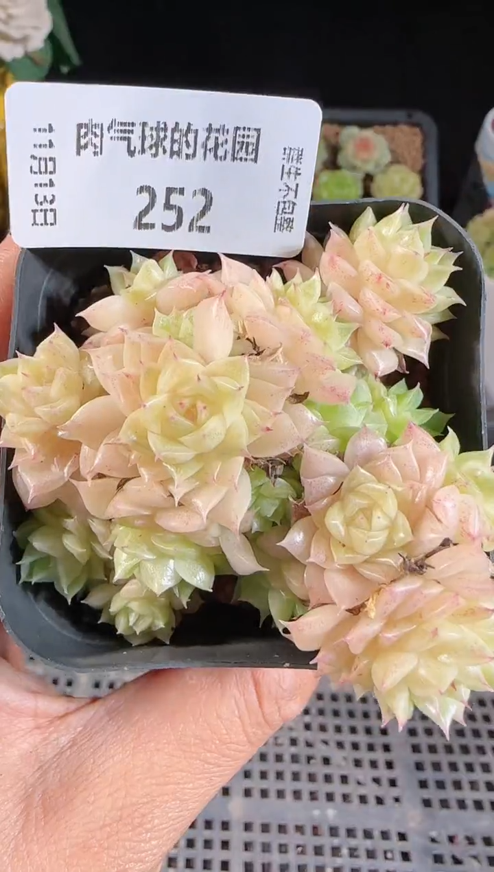 1113-252群生不包整